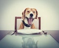 Yawning beagle dog tired to wait for the waiter Royalty Free Stock Photo