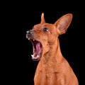 Yawning beautiful red dog Royalty Free Stock Photo