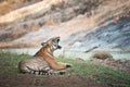 Yawning Bengal tiger lying lazy on the shore of a river - national park ranthambhore in india Royalty Free Stock Photo