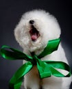 Yawning bichon frise Royalty Free Stock Photo