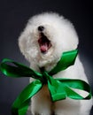 Yawning bichon frise