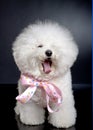 Yawning bichon frise Royalty Free Stock Photo
