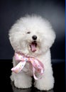 Yawning bichon frise