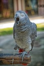 Yawning big parrot Royalty Free Stock Photo
