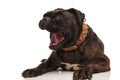 Yawning black boxer with brown spiked collar lying