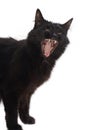 Yawning black cat