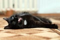 Yawning black cat on carpet