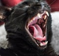 Yawning black cat close-up shot