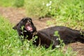 Yawning black cat lying in grass in garden in nature