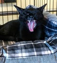 Yawning black cat showing fangs/ teeth Royalty Free Stock Photo