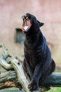 Yawning black panther