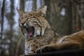 Yawning bobcat. Royalty Free Stock Photo