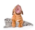 Yawning Bordeaux puppy dog embracing gray cat. isolated on white Royalty Free Stock Photo