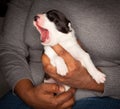Yawning border collie puppy Royalty Free Stock Photo