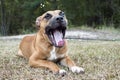 Yawning boxer puppy dog with tongue sticking out Royalty Free Stock Photo