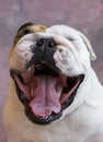 Yawning bulldog