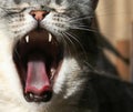 Yawning cat