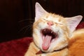 Yawning cat Royalty Free Stock Photo