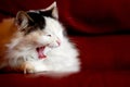 Yawning cat Royalty Free Stock Photo