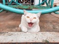 Yawning cat in the afternoon Royalty Free Stock Photo