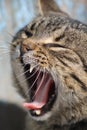 A yawning cat