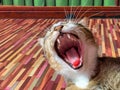 Yawning cat with a healthy teeth Royalty Free Stock Photo