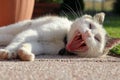 A yawning cat lies on its side. Close-up of cat\'s teeth and tongue. Royalty Free Stock Photo