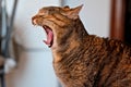 Yawning Cat Royalty Free Stock Photo