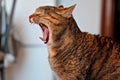 Yawning Cat