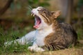 Yawning cat portrait, Italy Royalty Free Stock Photo