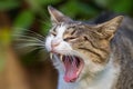 Yawning cat portrait, Italy Royalty Free Stock Photo
