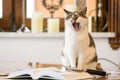 Yawning cat after reading a book