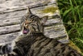 Yawning Cat Royalty Free Stock Photo