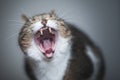 Yawning cat showing teeth Royalty Free Stock Photo