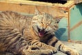 Yawning cat Royalty Free Stock Photo