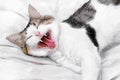 Yawning cat with white fangs lies on the bed Royalty Free Stock Photo