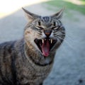 Yawning cat Royalty Free Stock Photo