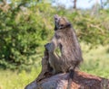 Yawning baboon seen from behind