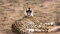 Yawning cheetah Royalty Free Stock Photo