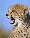 Yawning Cheetah Royalty Free Stock Photo