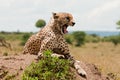 Yawning Cheetah