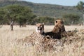 Yawning Cheetah Royalty Free Stock Photo