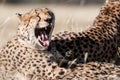 Yawning Cheetah Royalty Free Stock Photo