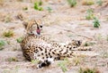 Yawning cheetah Royalty Free Stock Photo