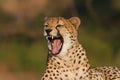 Yawning cheetah in a Game Reserve Royalty Free Stock Photo