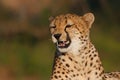 Yawning cheetah in a Game Reserve Royalty Free Stock Photo