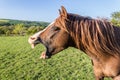 Yawning Chestnut Arab Horse Royalty Free Stock Photo