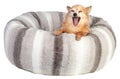 Yawning chihuahua in a large grey and soft cushion Royalty Free Stock Photo