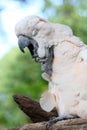 Yawning Cockatoo