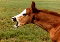 Yawning Colt Royalty Free Stock Photo